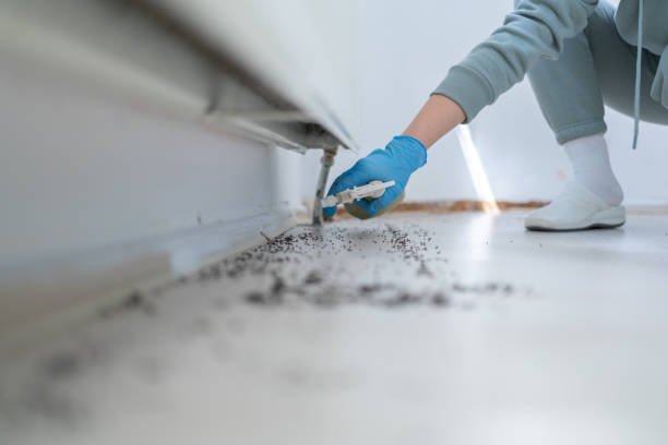 Wasp Removal Services in Lockport, LA